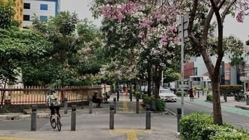 Jalan Cikini Berubah Jadi ‘Negeri Sakura’ Saat Tabebuya Mekar Serempak